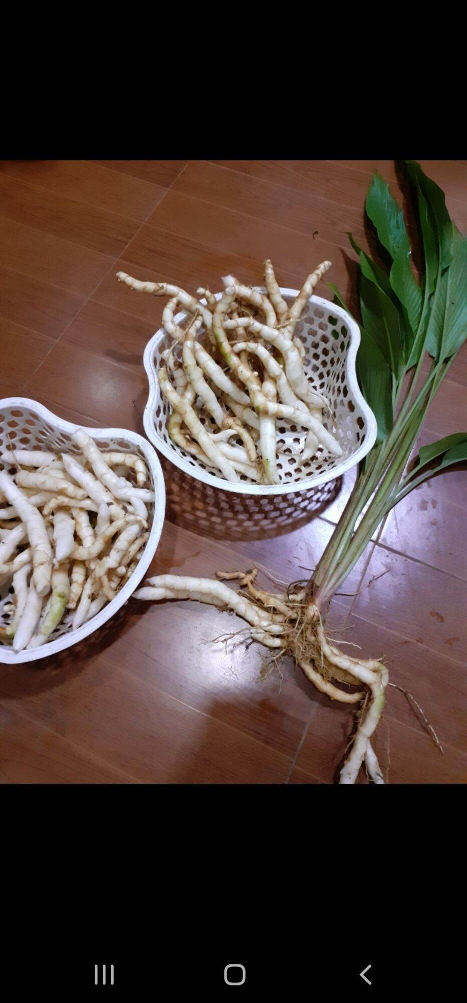 Cây ngải trắng giống