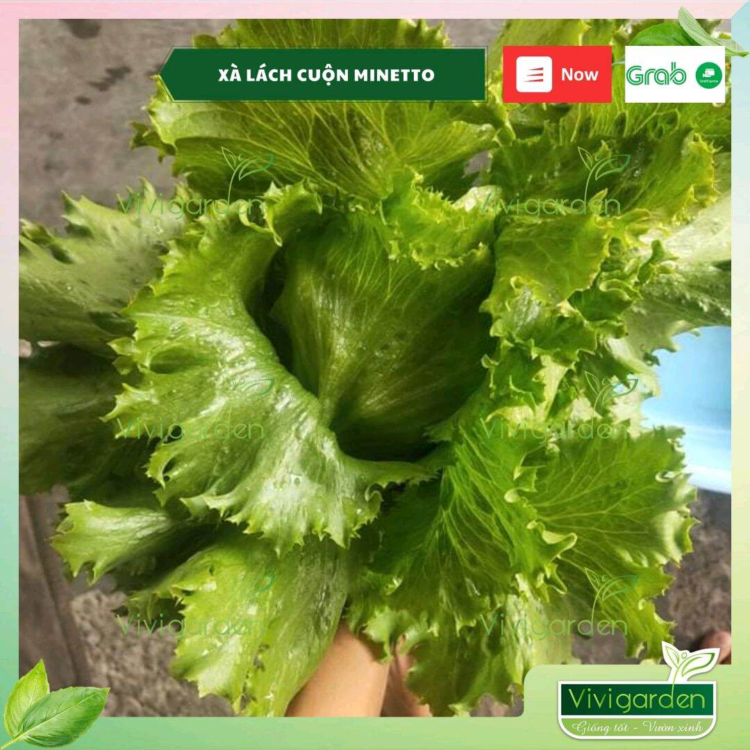 [HCM]Combo 0.5Gr (~400-500 Hạt) Cải Xà Lách Minetto Siêu Giòn Ngọt Giống Nhập Mỹ Chịu Nhiệt Khá Tốt
