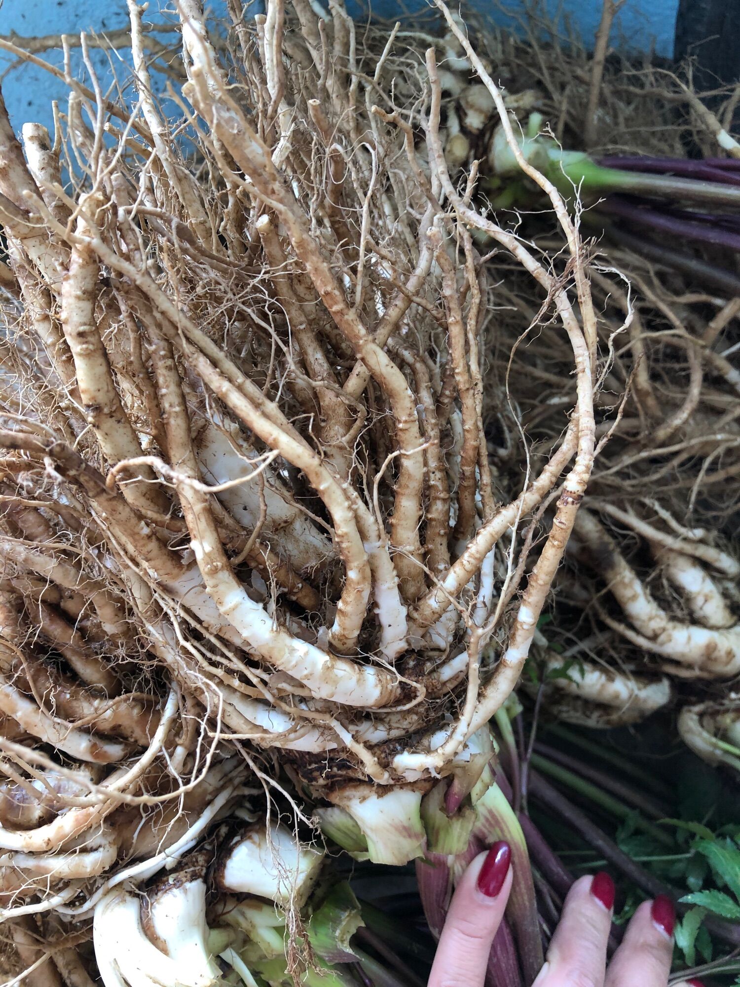 Sâm đương quy khô 250k/kg