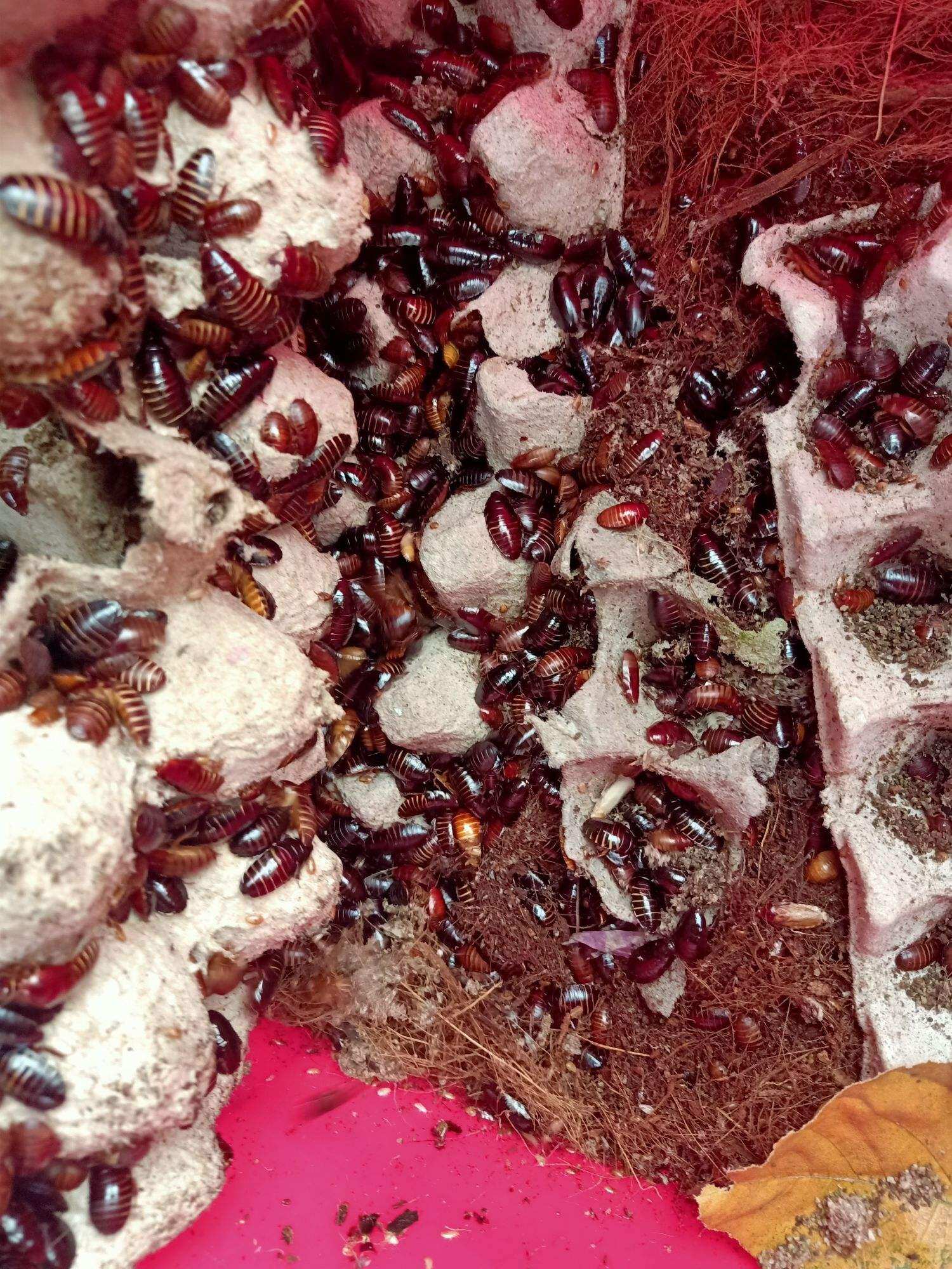 gián đất dành cho chim cảnh . cá cảnh