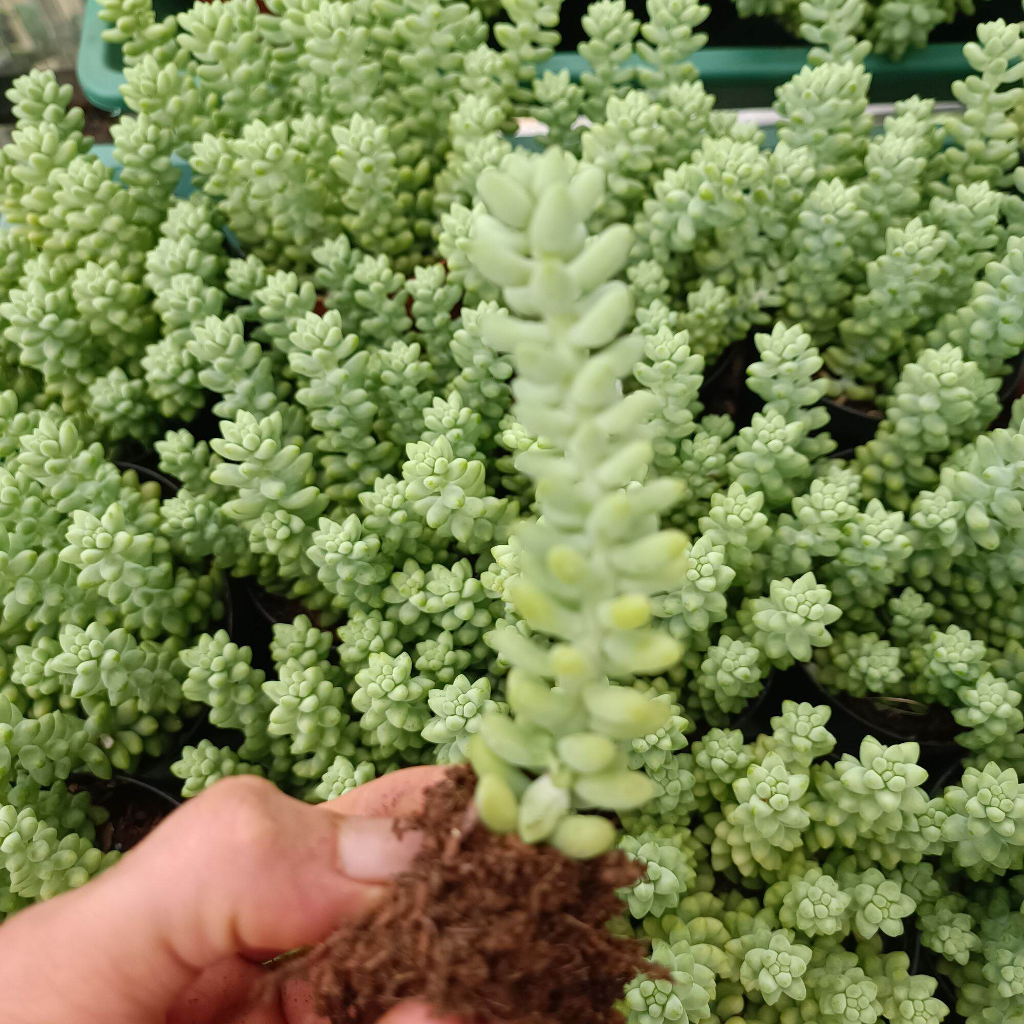 Sale Sen Đá Chuỗi Ngọc 1 Cây.