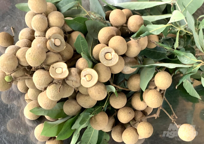 Thanh nhãn cây giống mới