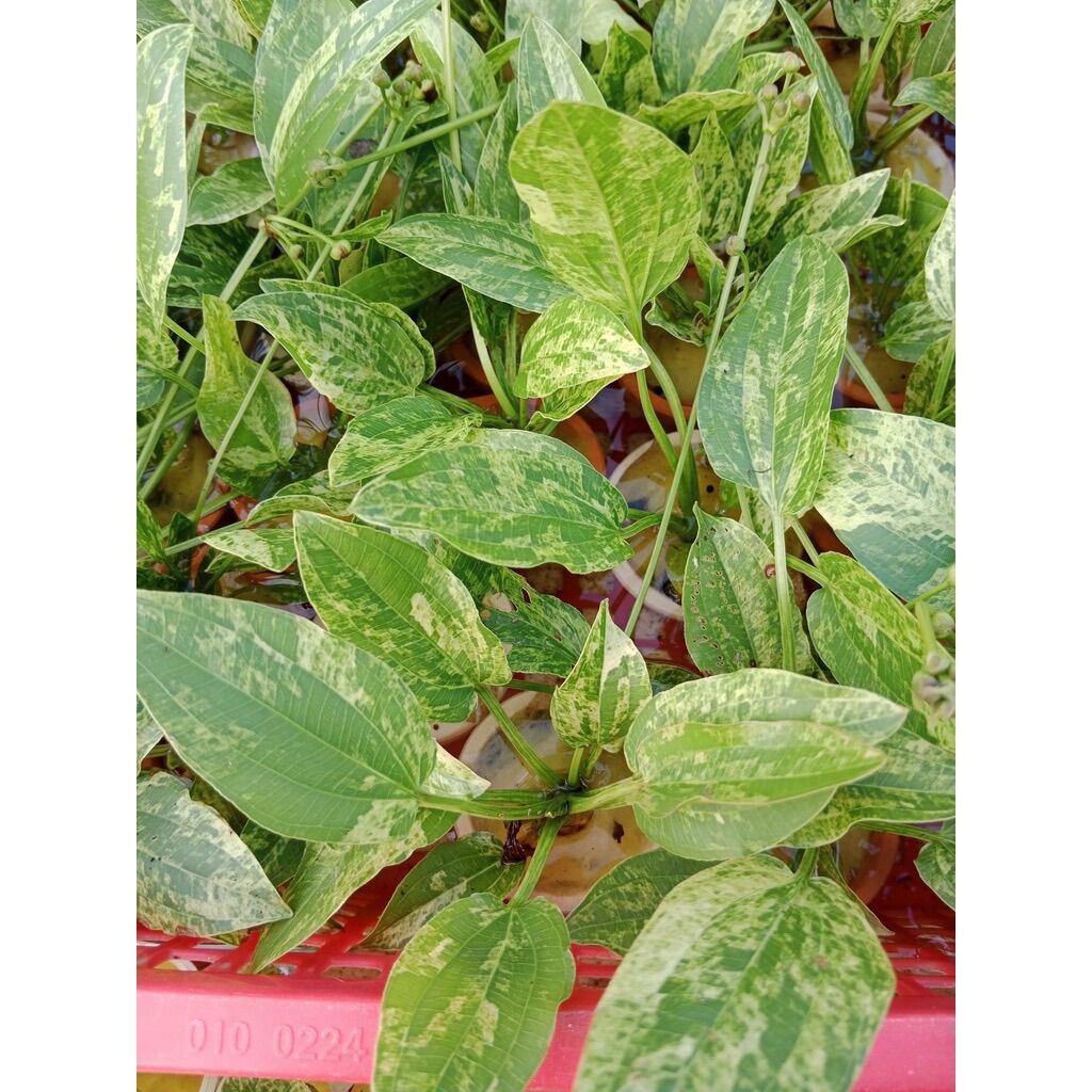 Lan nước var thủy sinh - 1 cây