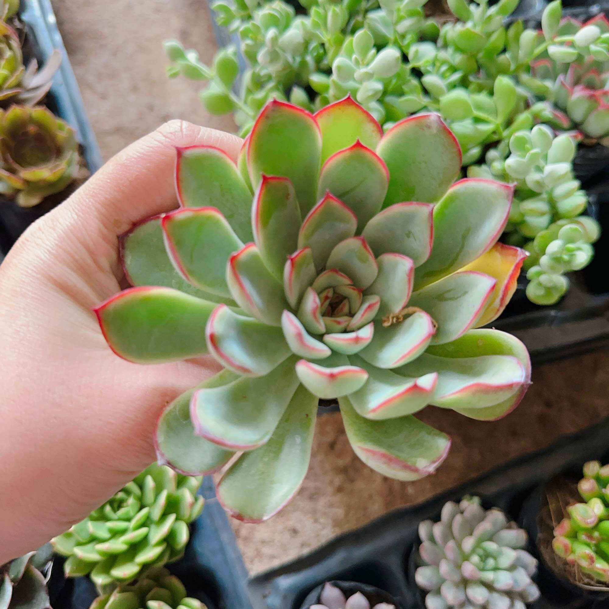 Sen đá viền hồng size bầu 3-5cm