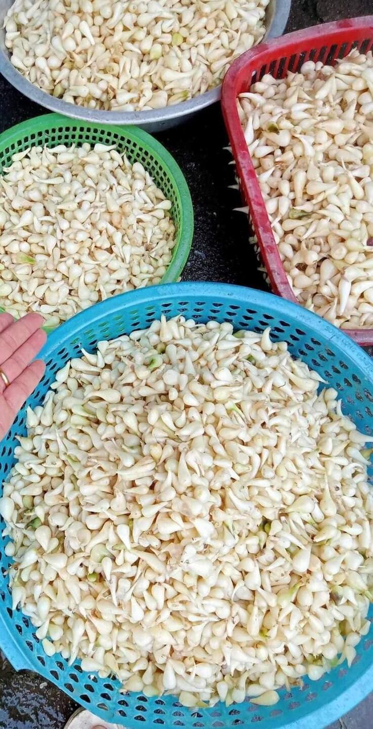 Củ kiệu chua cay mặn ngọt (cay  nhẹ, hủ 500gr)