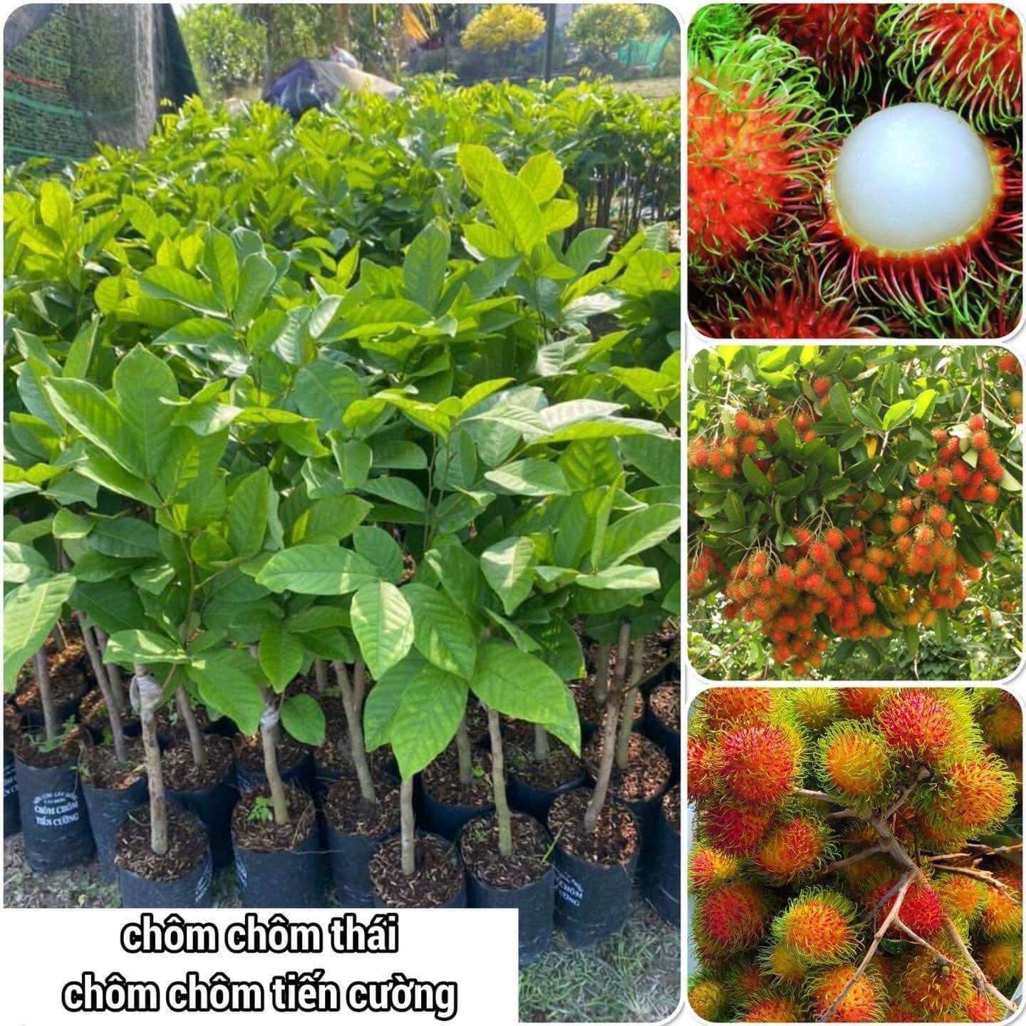 Cây giống chôm chôm thái