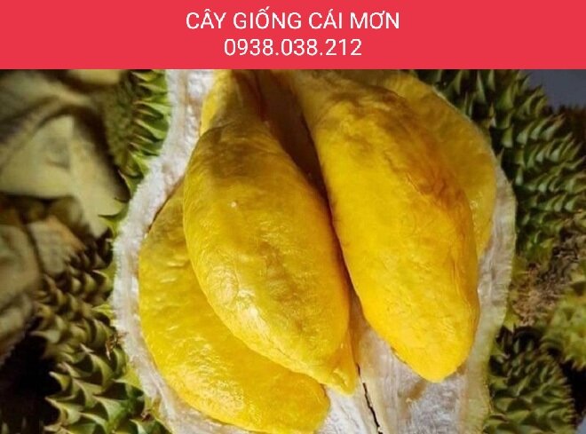 CÂY GIỐNG SẦU RIÊNG MUSANGKING D197 ( VUA SẦU RIÊNG )