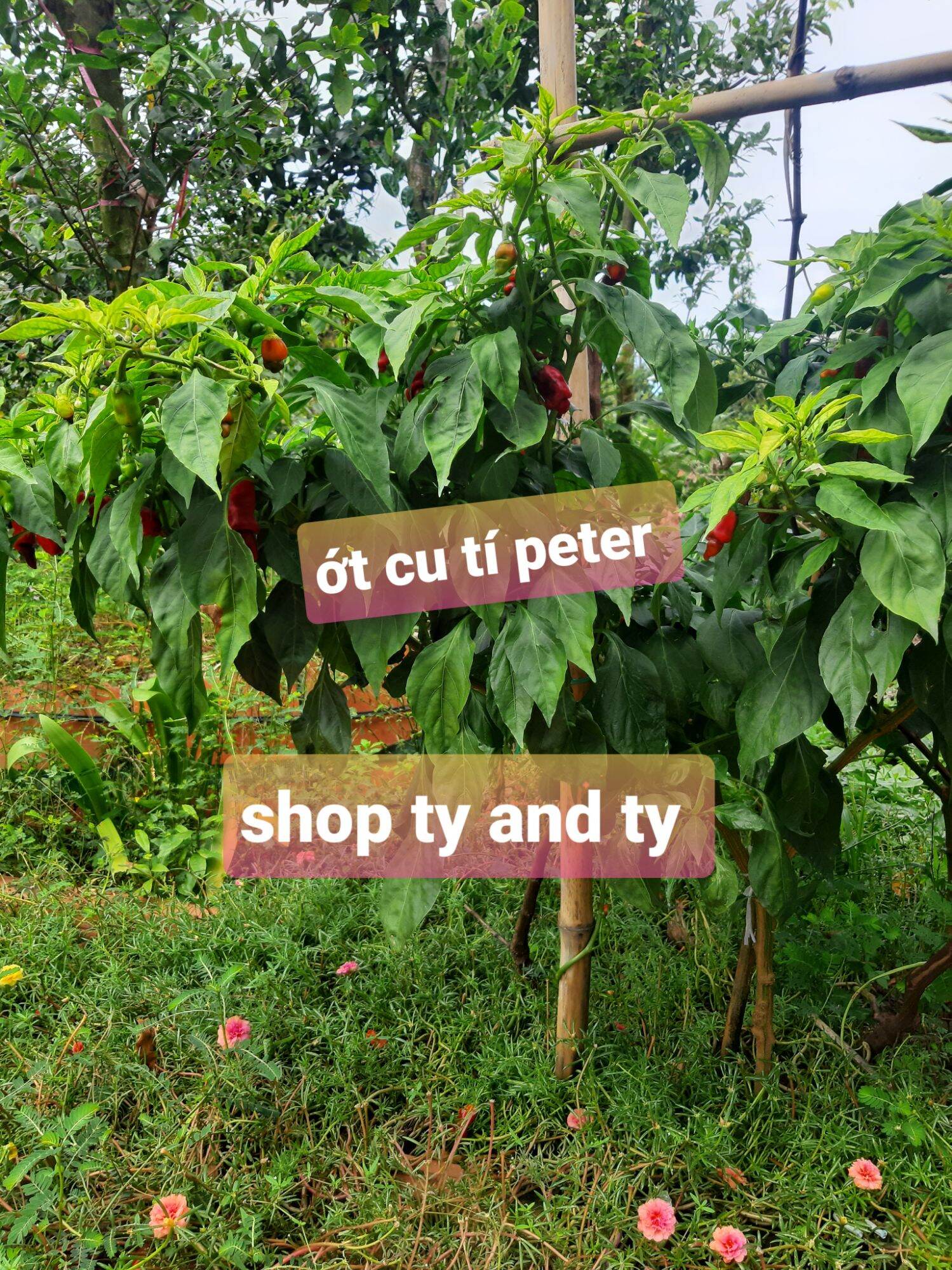 hạt ớt cu tí peter ớt kiểng  30 hạt