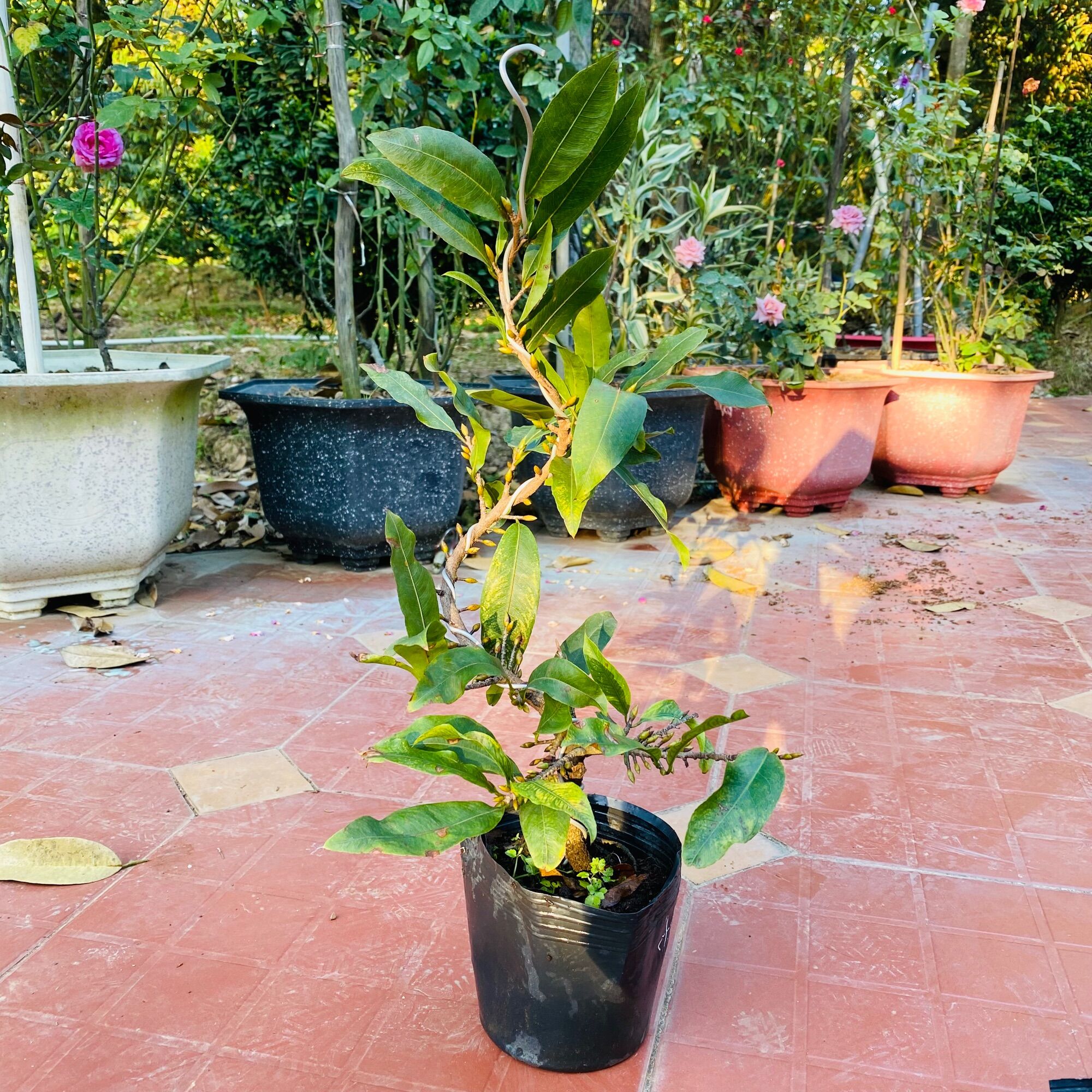 Cây mai Đại Lộc (24-48 cánh) - bonsai chuẩn giống, say hoa