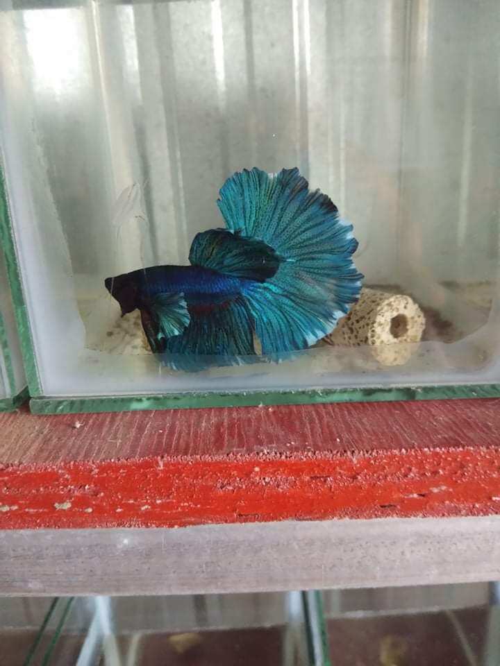(xả hàng)combo betta halfmoon 2 trống +2 mái size to + 10g cám inve 5/8