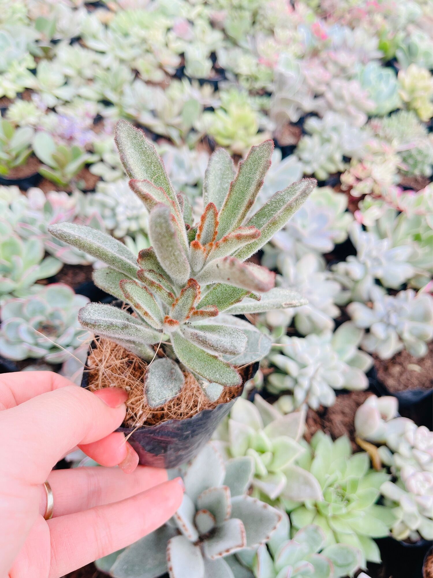 Sen đá lông nhung size bầu 3-5 cm