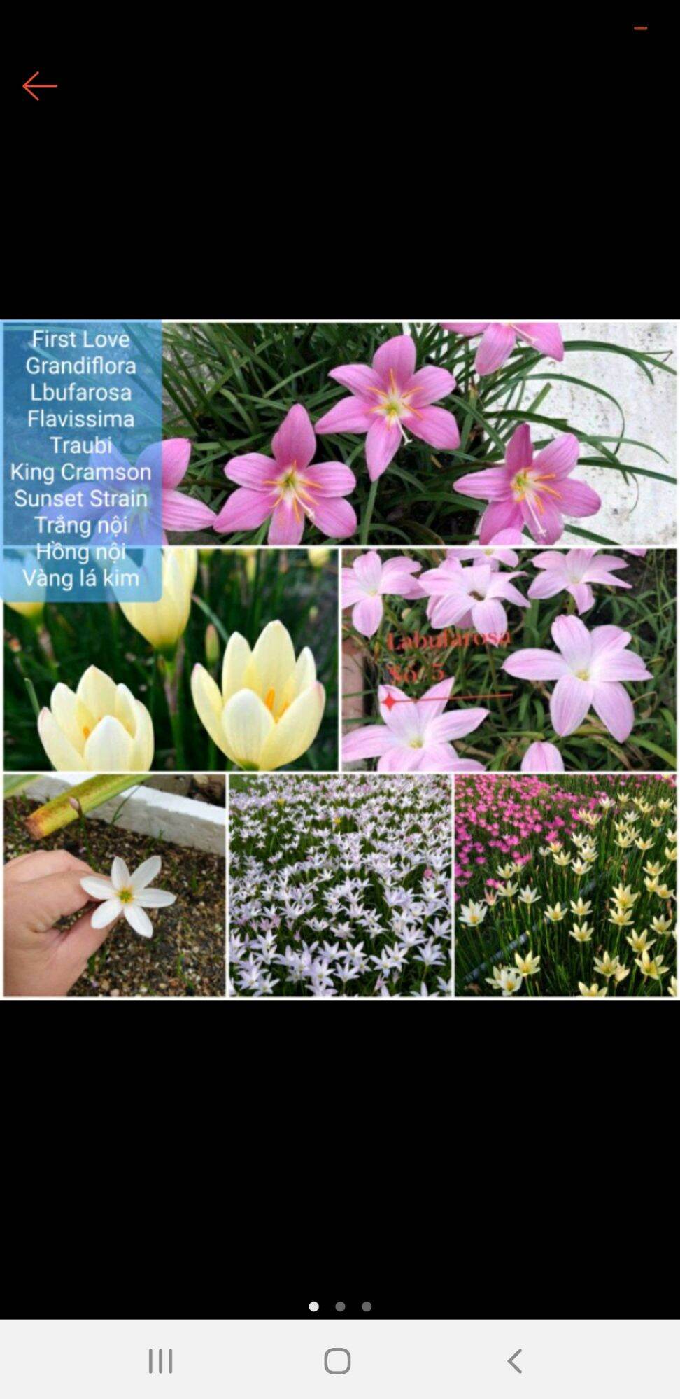 Combo 10 củ huệ mưa đủ màu