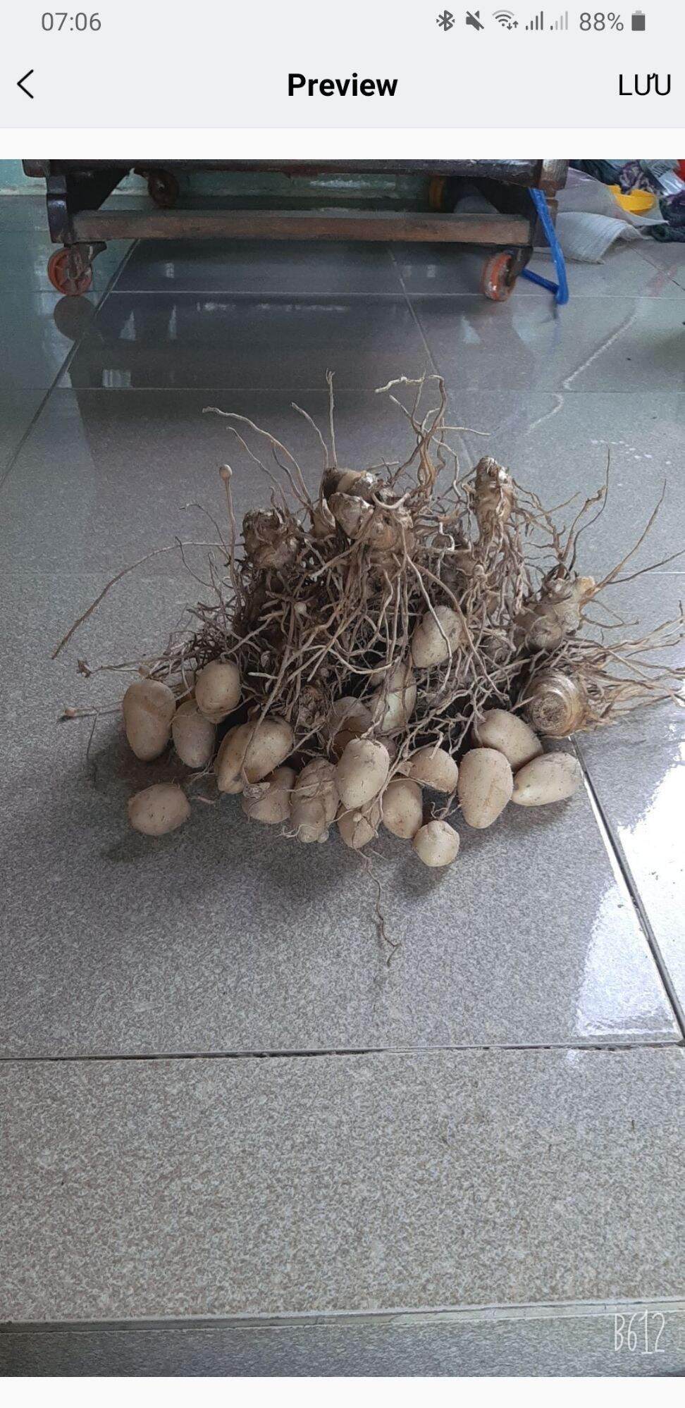 củ lùn giống  12 củ trồng