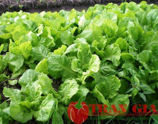 Bình Xịt 2Lít Tưới Lan + Hoa Hồng + Cây Cảnh