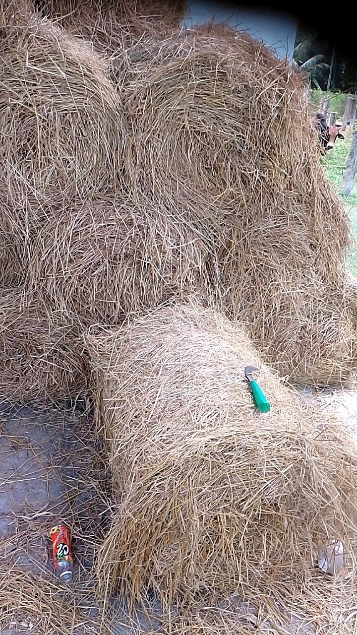 1 cục rơm cuộn nặng 20 kg