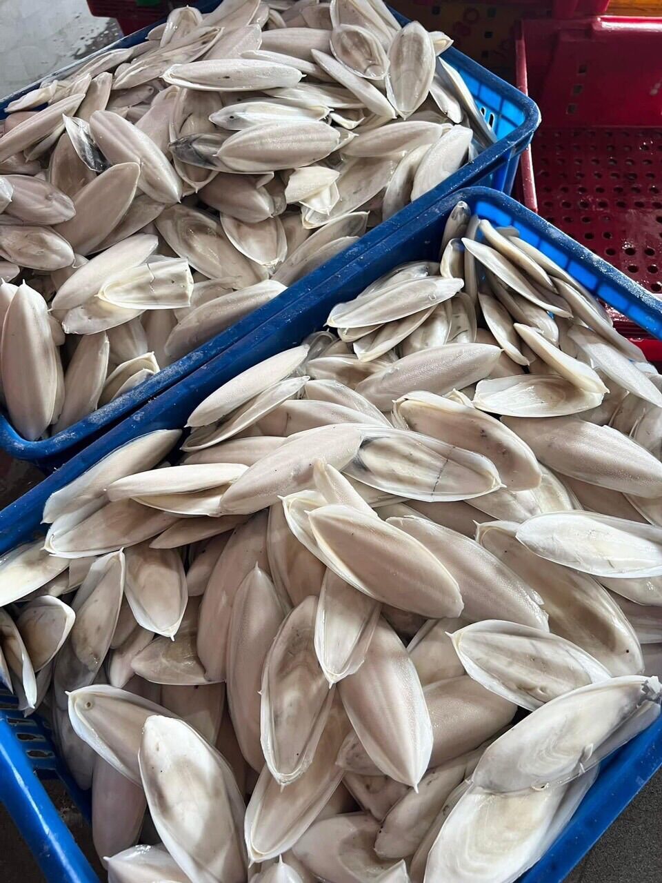 Nang mực khô KT 18-19cm/1cái