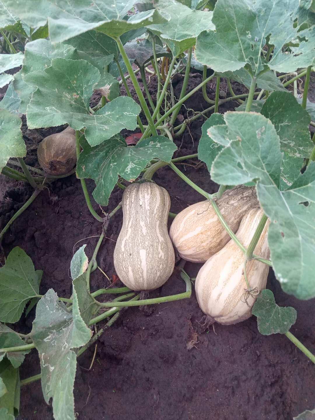 10 HẠT GIỐNG BÍ HẠT ĐẬU (BÍ ĐỎ)