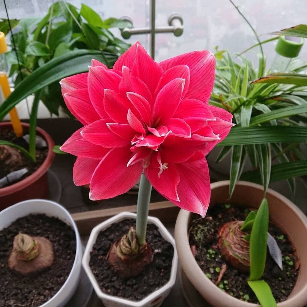củ hoa huệ kép