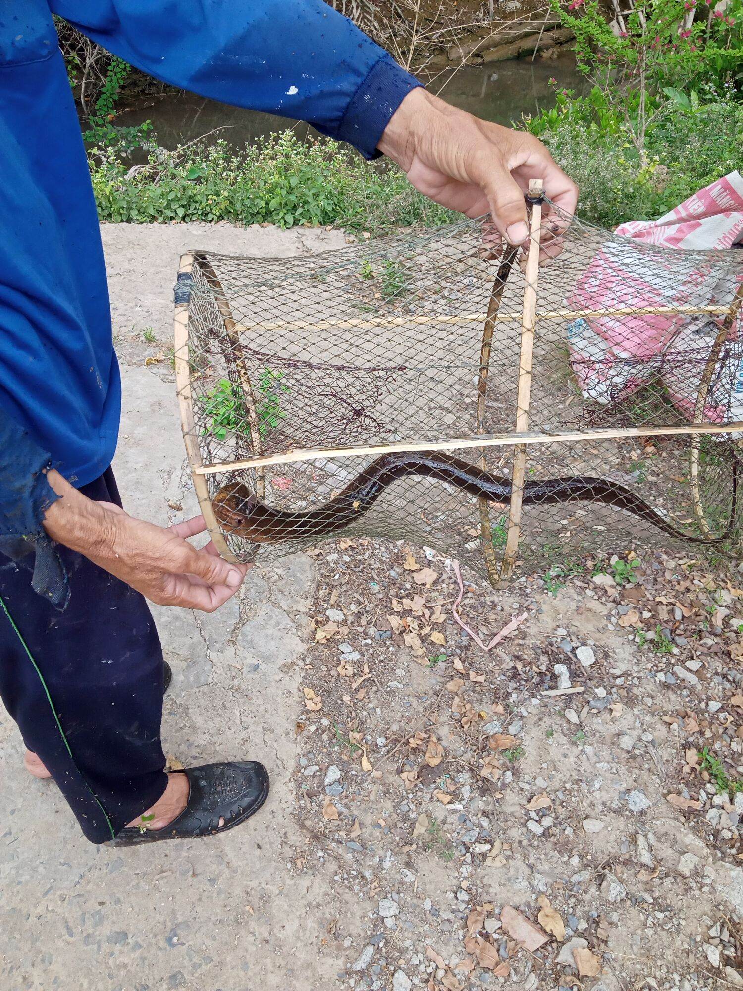 3 cái lờ đặt cá tôm cua ốc lươn rắn rùa