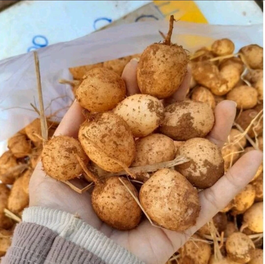 Củ lùn tươi-1kg