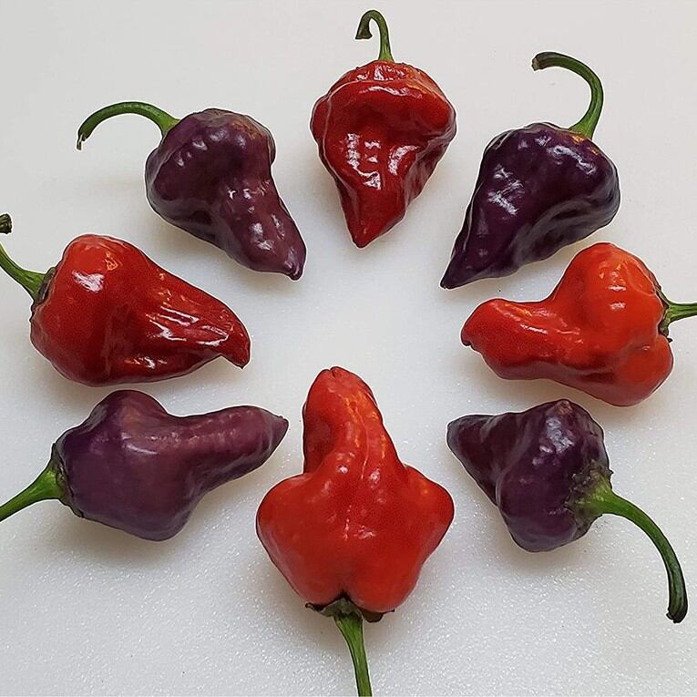 Hạt  Ớt  UFO  Purple 2 Hạt
