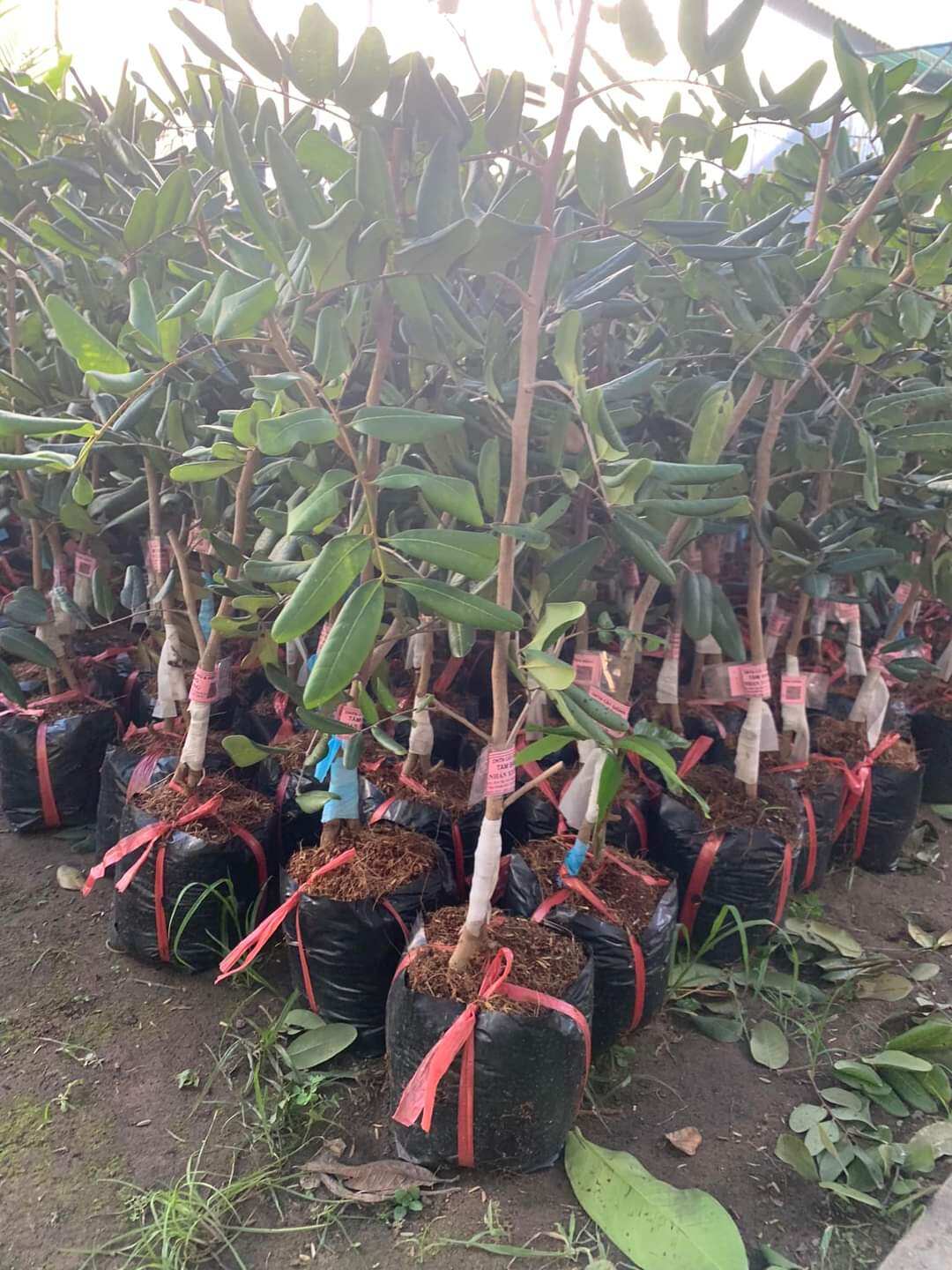 Cây giống nhãn xuồng cơm dày