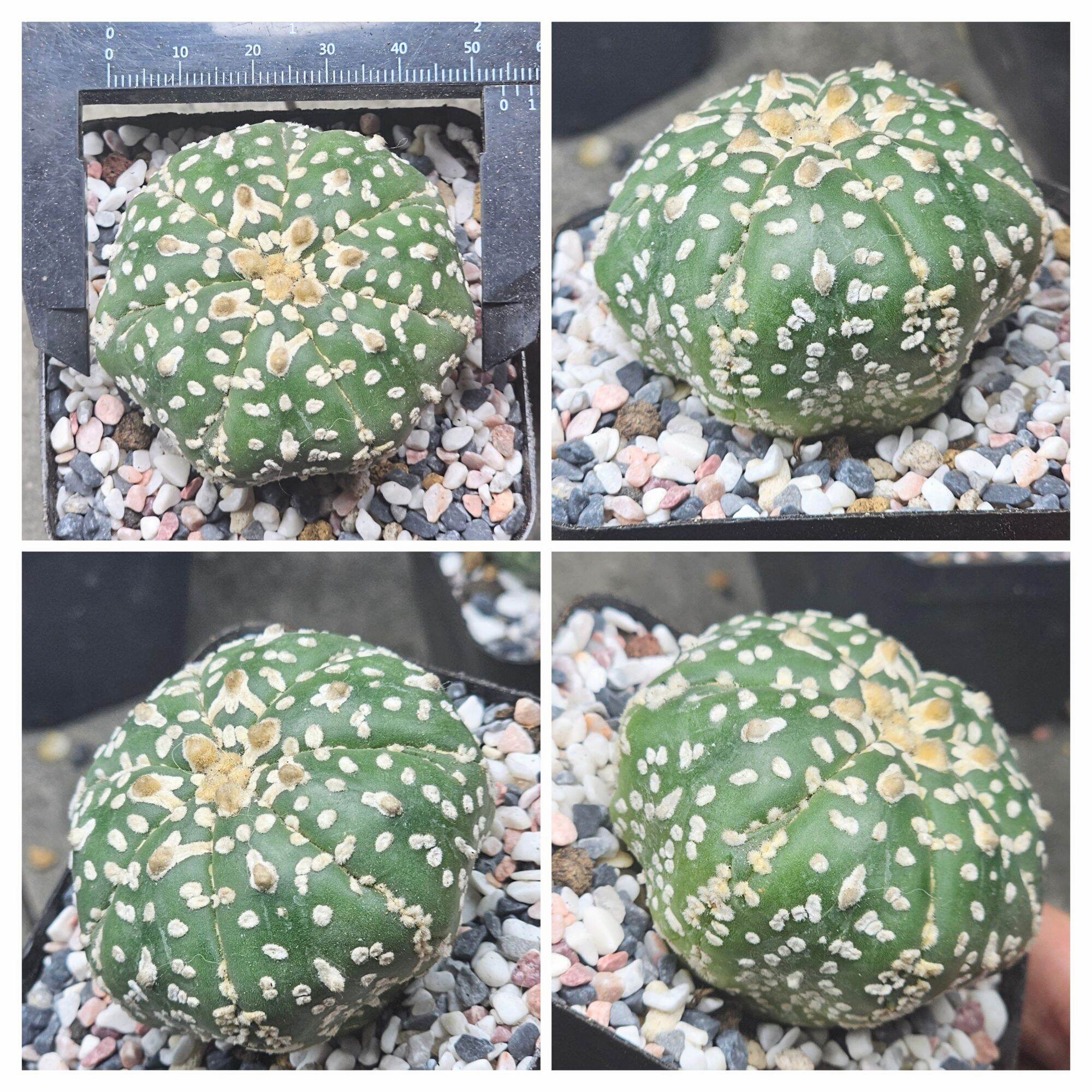 Xương rồng aster super kabuto thái lan hoa văn đẹp cây size từ 4cm đến 5cm #aster #asterkabuto #kabuto #xuongrong