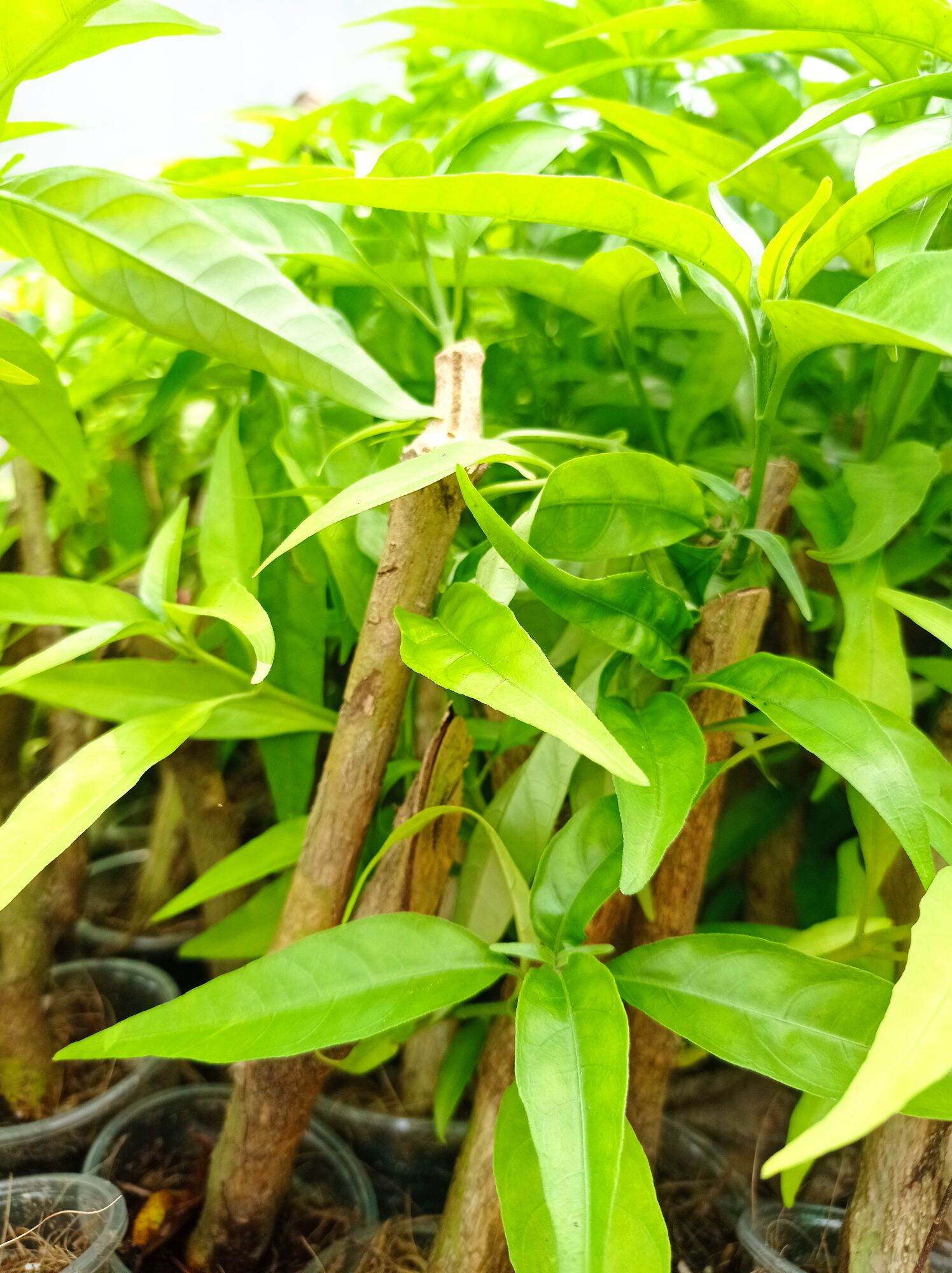Hoàn Ngọc Trắng (Cây giống như hình ảnh)