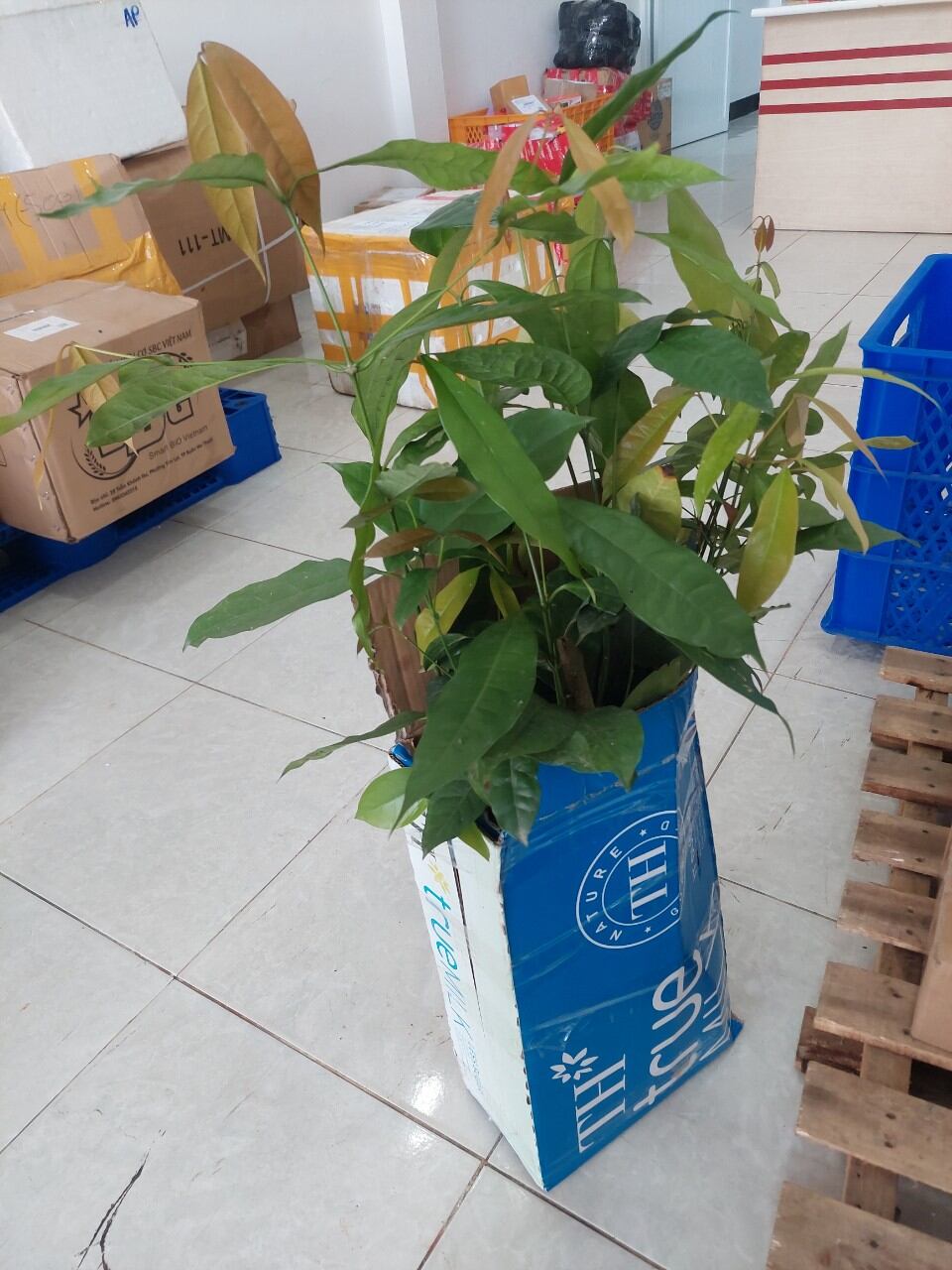 BẦU CÂY GIỐNG RAU BÉP RỪNG K'LONG