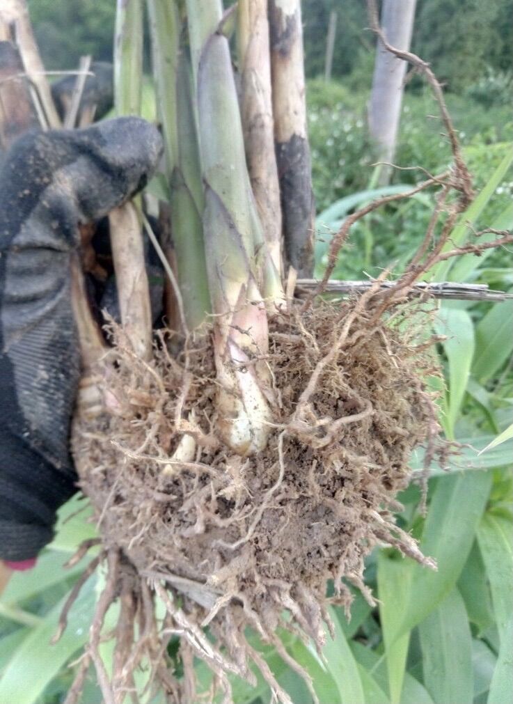 cây chít ,cây đót (gốc giống)