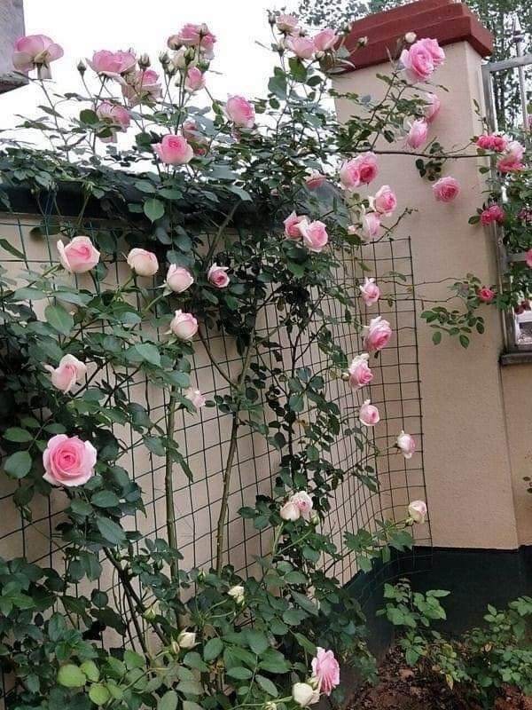 Sức Sống Mới - Vẻ Đẹp Và Sức Khỏe