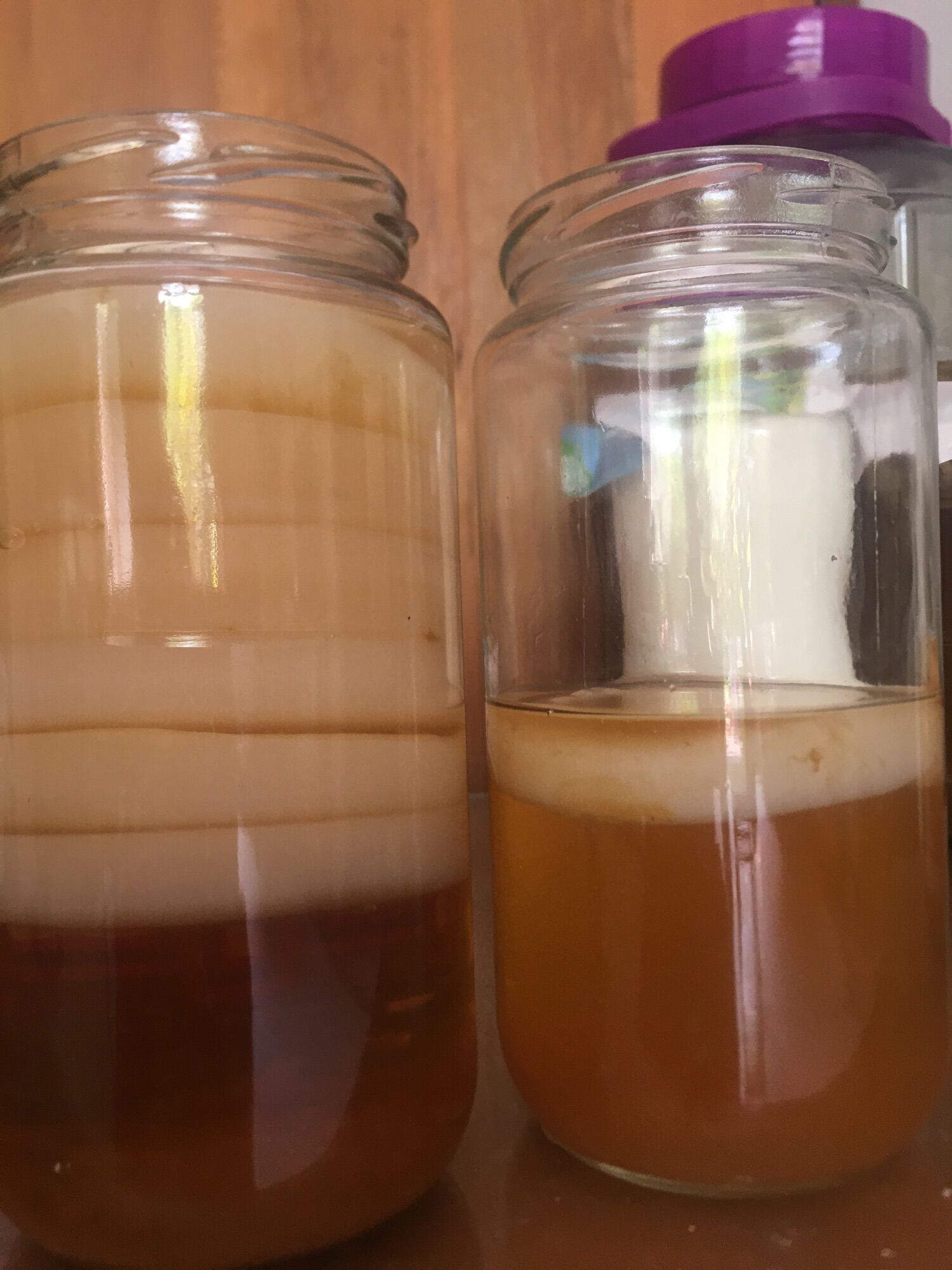 Scoby làm trà kombucha