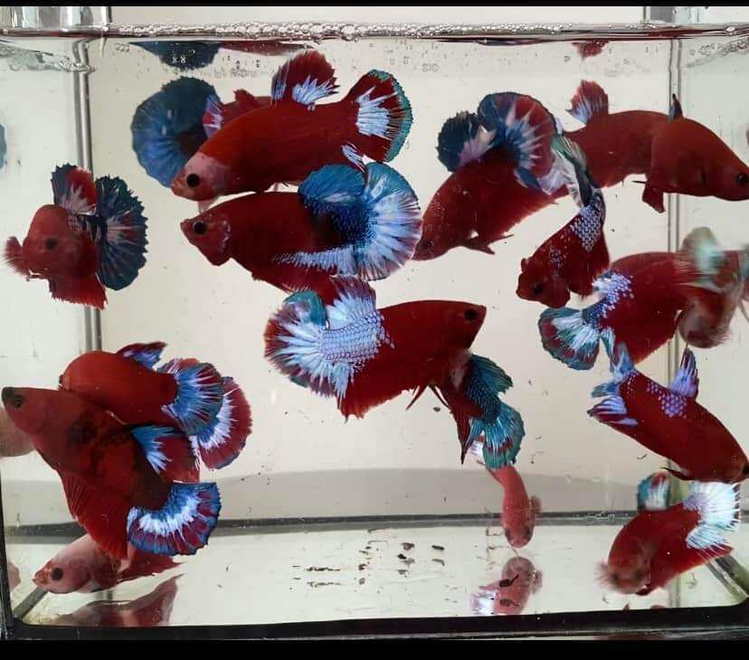 (betta) RED FANCY trống mái from (1 cặp)