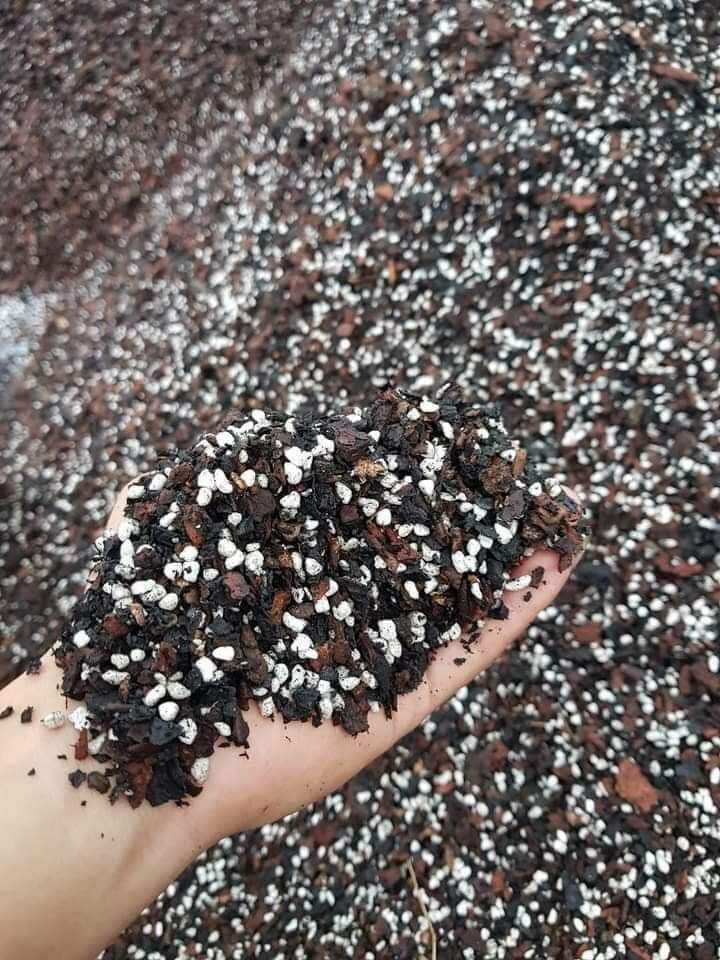 Giá thể trồng lan loại cao cấp gói 1kg , sử dụng cho các loại hoa lan beron hồ điệp phi điếu vv