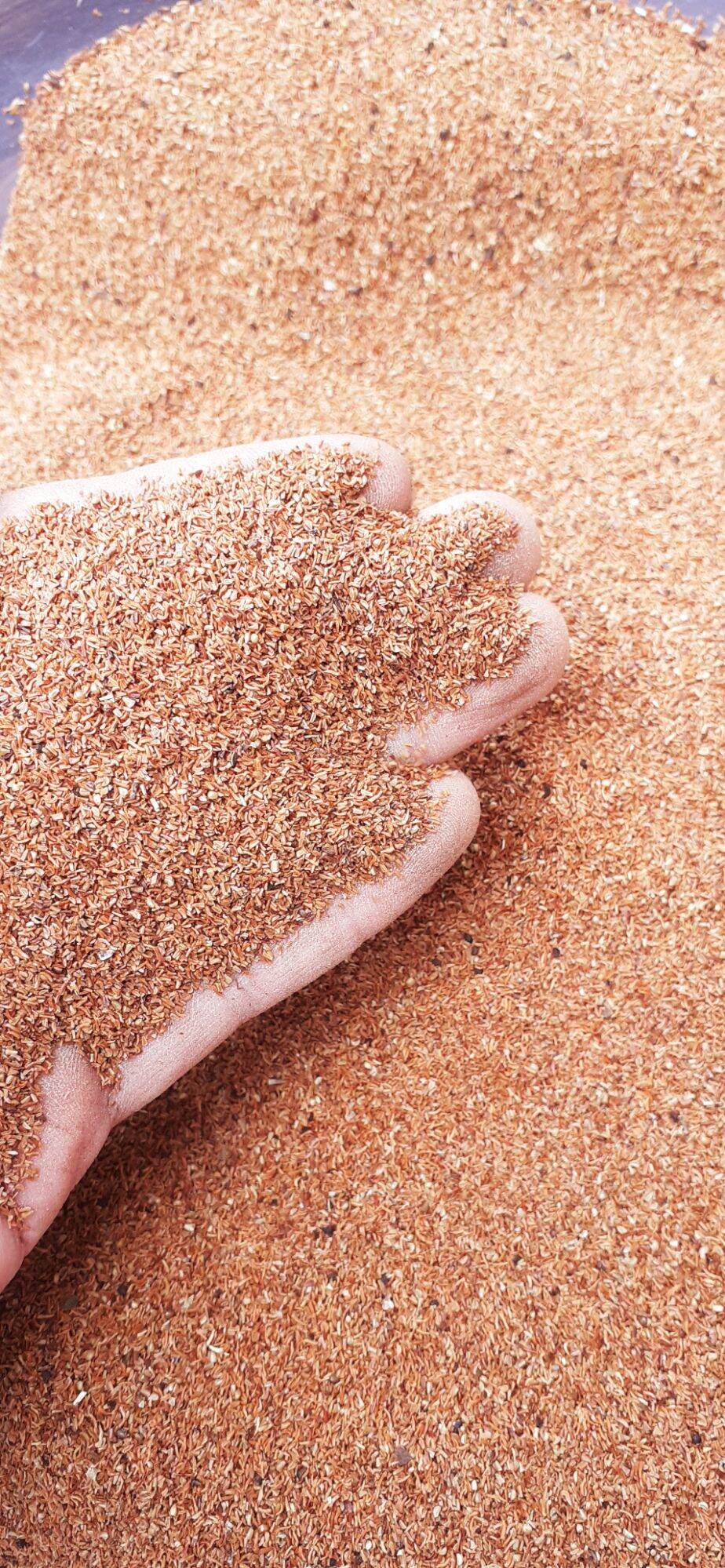 100gram hạt bạch đàn trắng giống