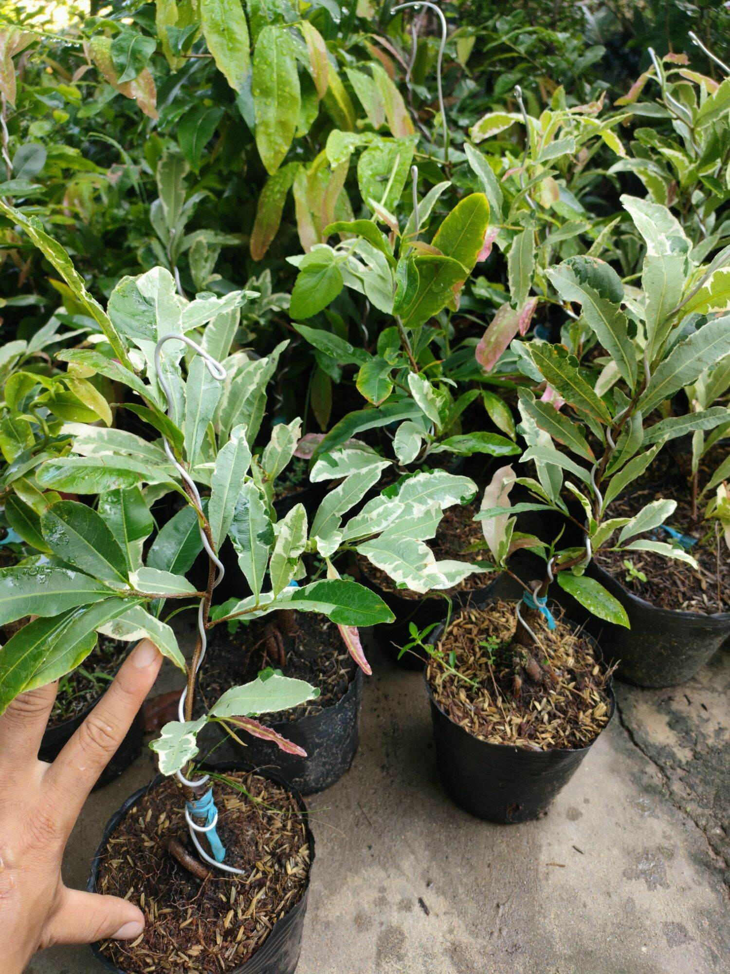 Cây mai cúc thọ hương lá cẩm thạch ( cao 20-40cm)