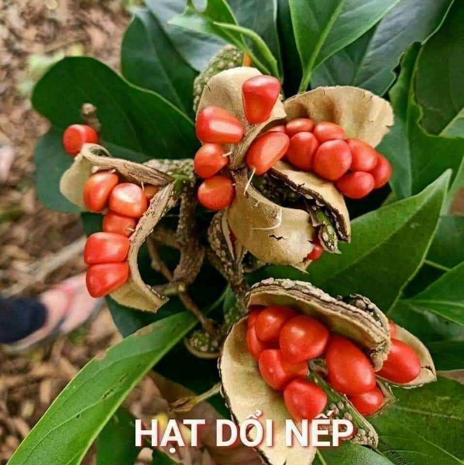 HẠT DỔI NẾP TÂY BẮC.