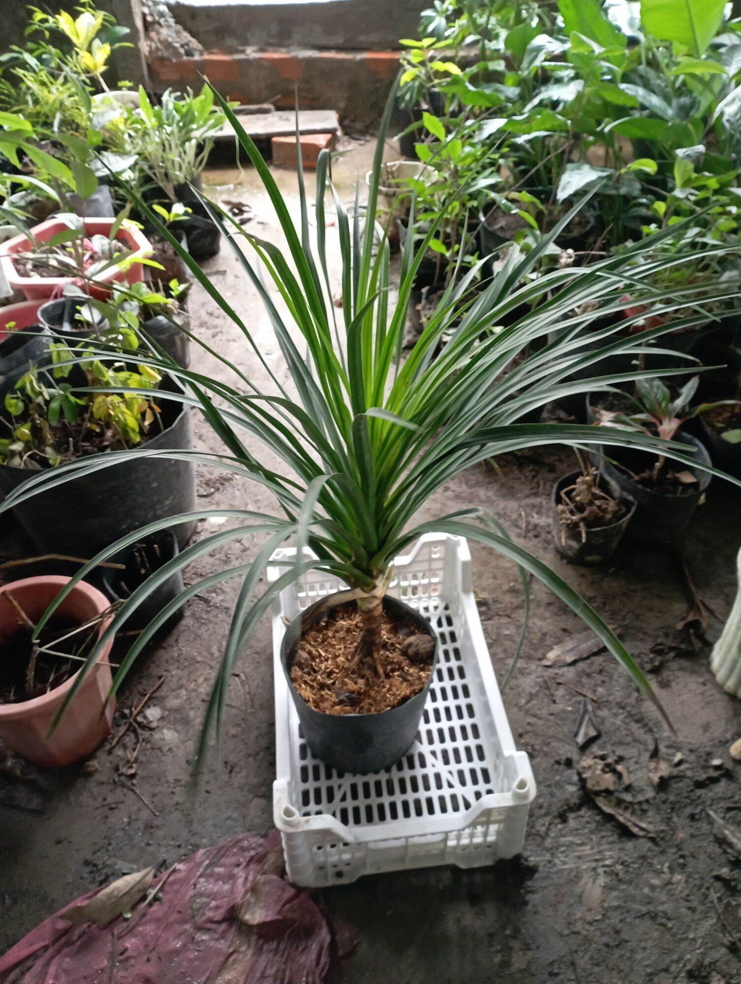 Phát tài núi chậu 1 cây