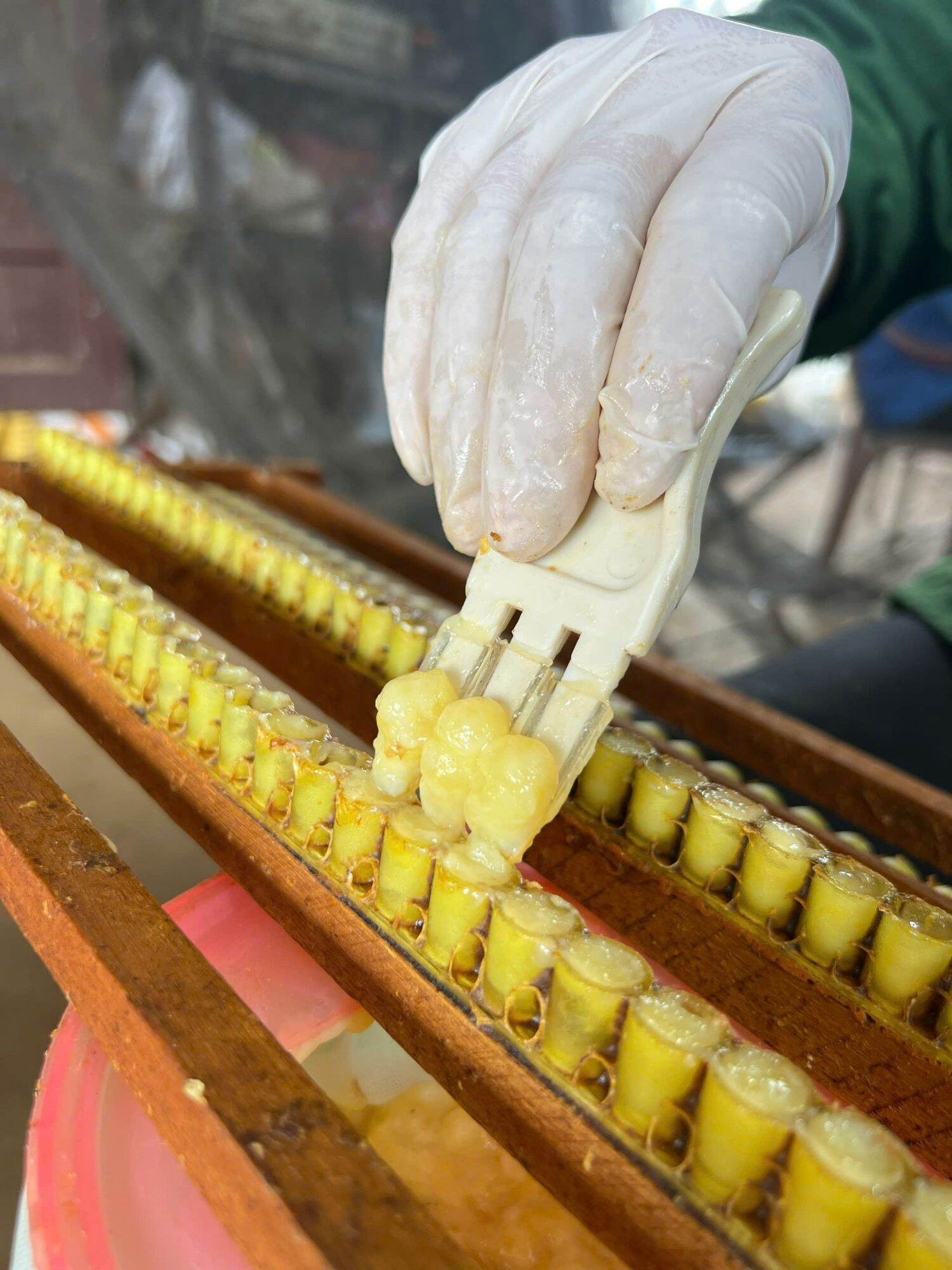 Mặt Nạ Tỏi Đen Phấn Hoa