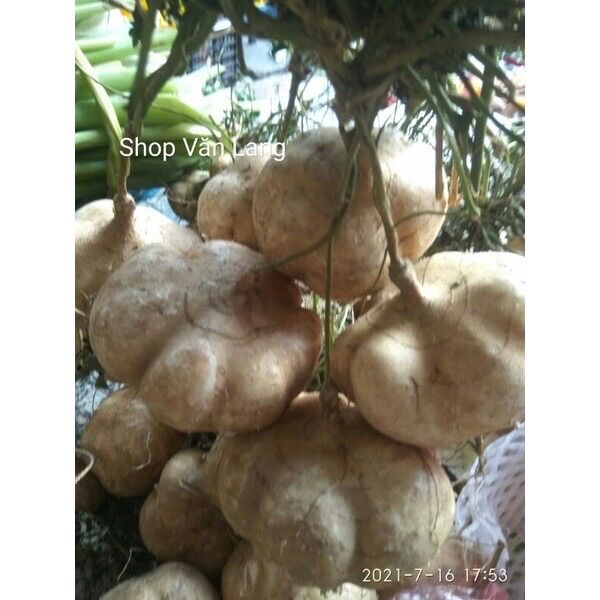 1 kg Củ đậu, củ đậu tươi ngon, ngọt thanh mát