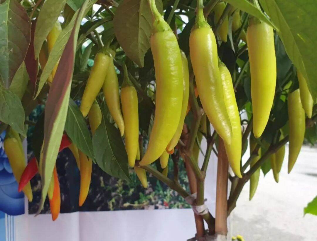 Hạt giống ớt sừng Trâu F1 (1000hạt)