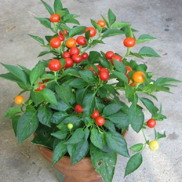 Cây ớt bi tròn làm kiểng cây con làm giống 1 cây(mua 5 cây tặng 1 cây)