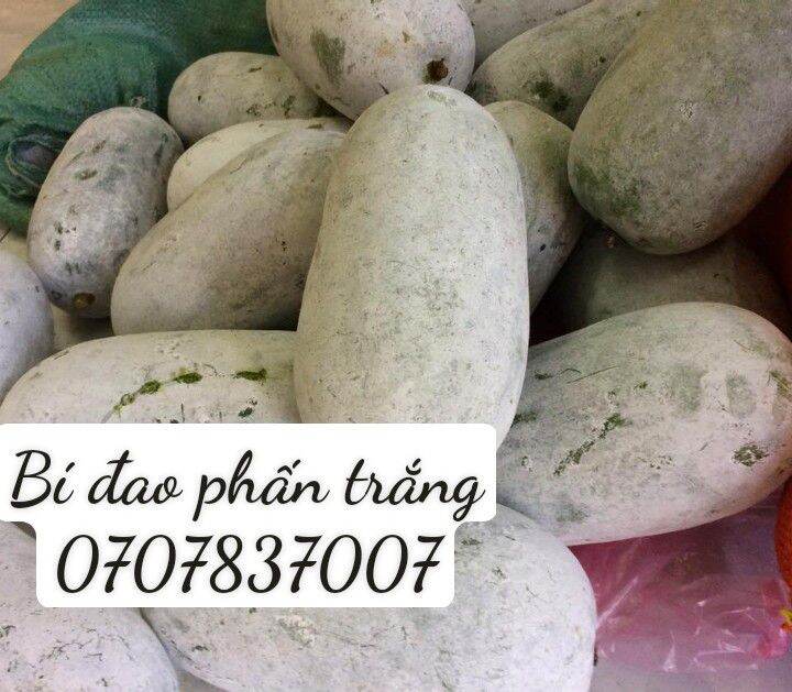 Bí đao phấn trắng tươi hữu cơ