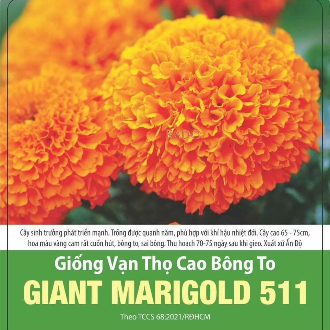Vạn thọ cao bông to Giant Marigold 511