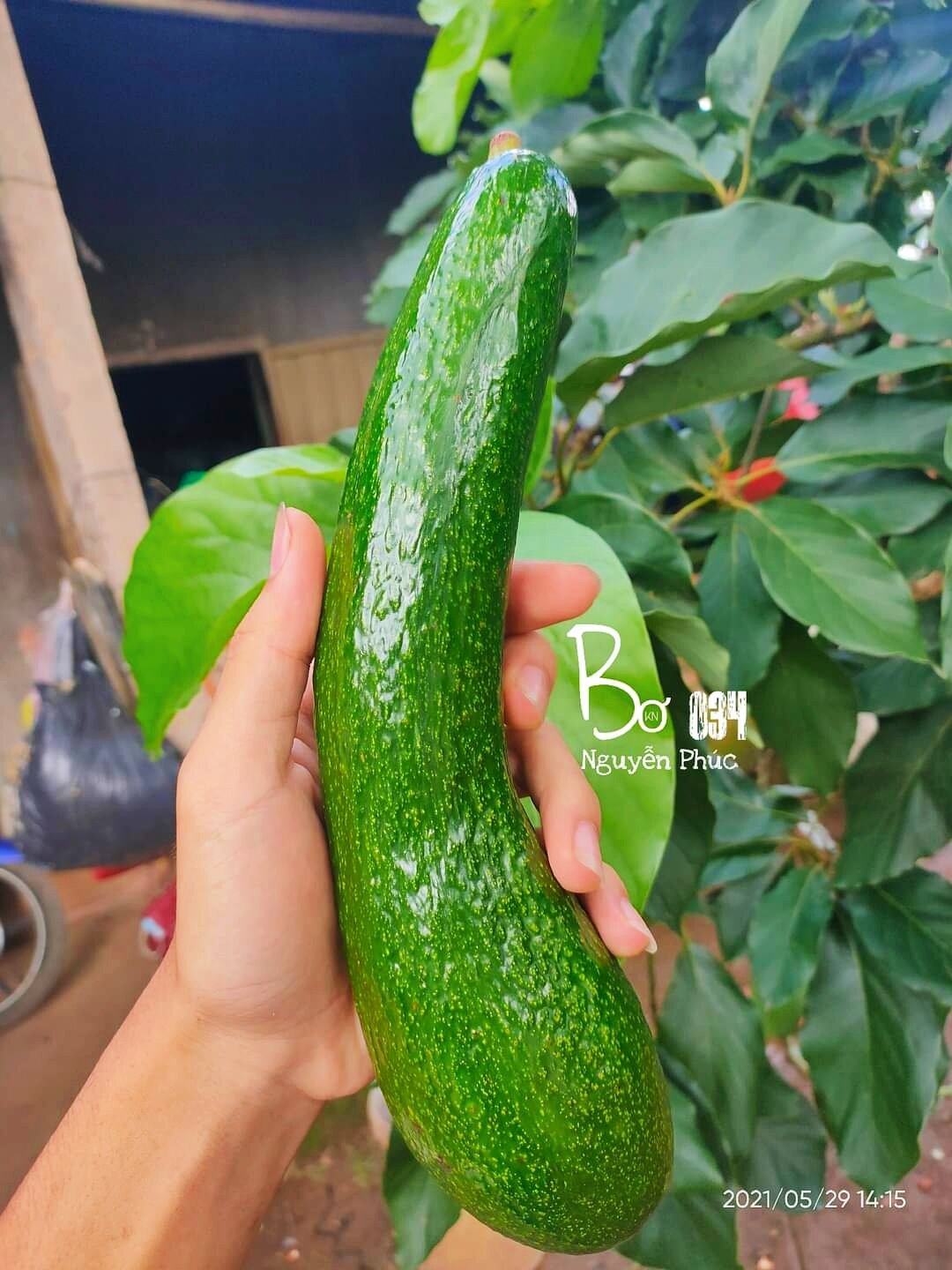 [FreeShip 1KG]Bơ 034 Lâm Đồng _ Nông Sản Nguyễn Phúc