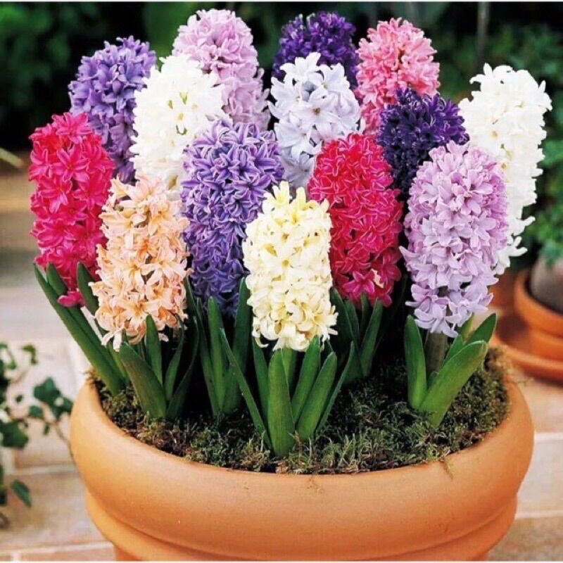 Củ Hoa Tiên Ông Giá Sỉ (10 củ )