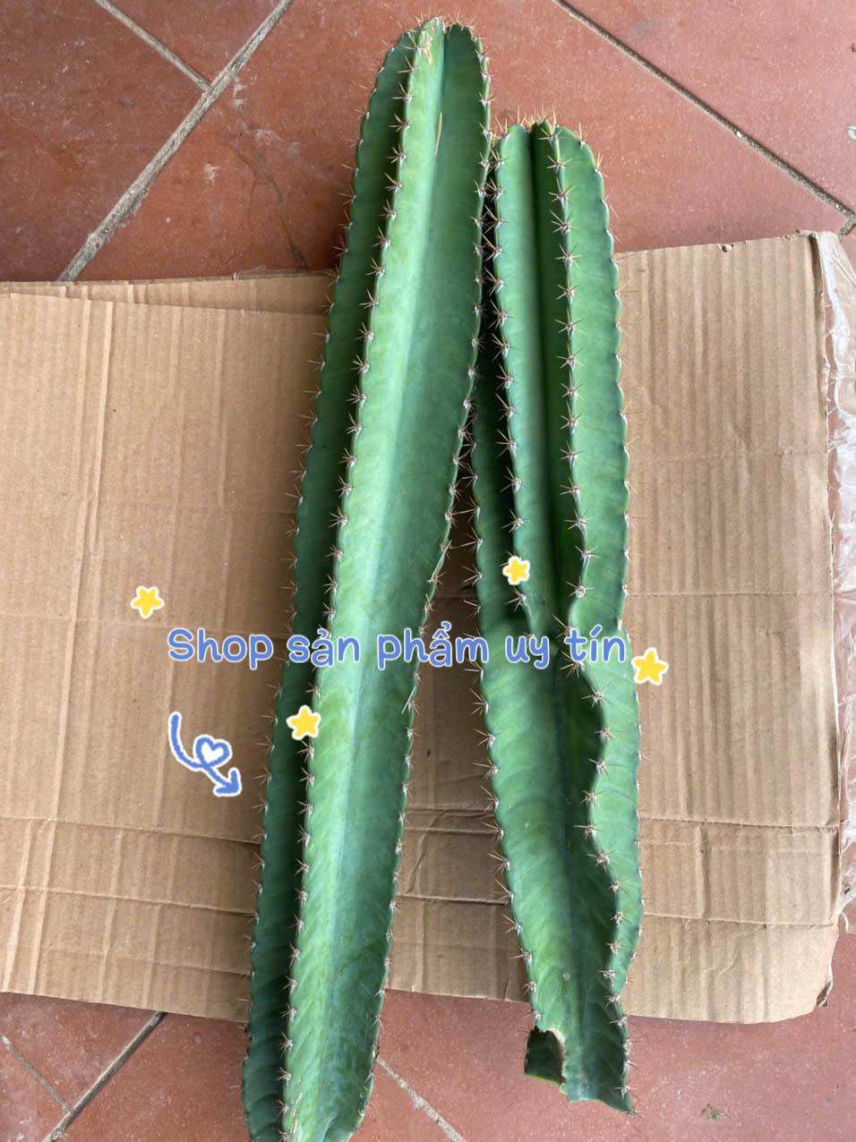 xương rồng trụ pila catus
