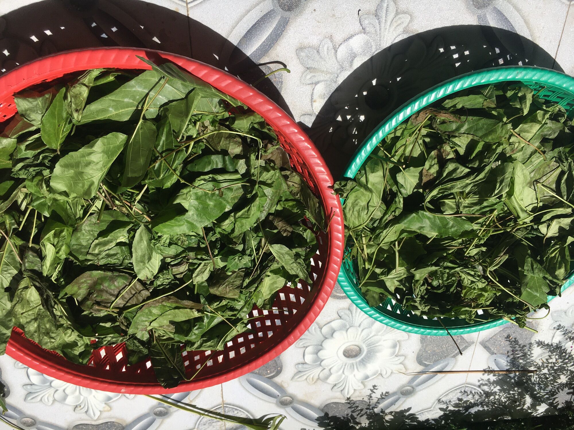 2kg lá cách phơi khô cả thân và lá
