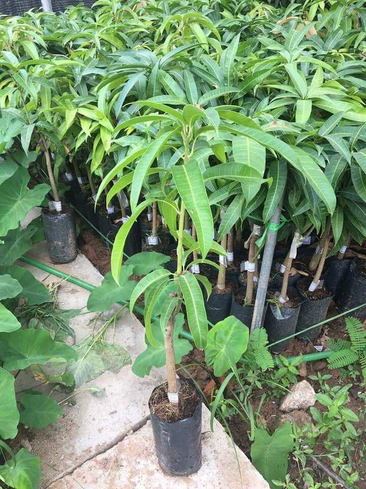 cây xoài úc trái to ăn ngọt