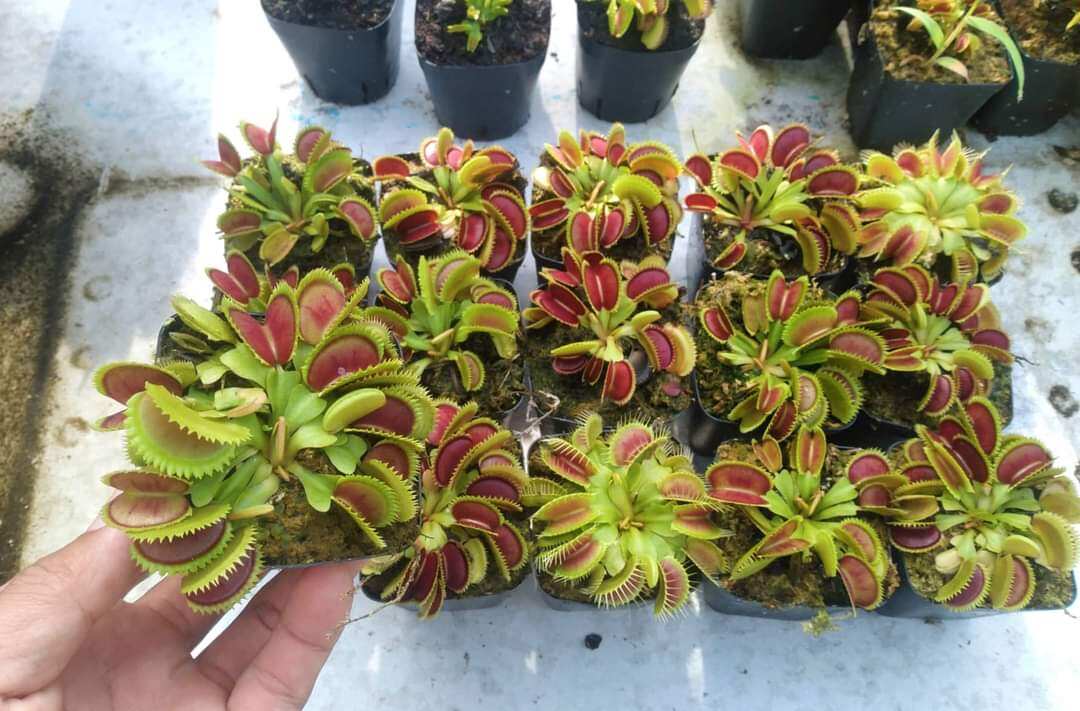 Chậu cây bẫy kẹp, flytrap venus